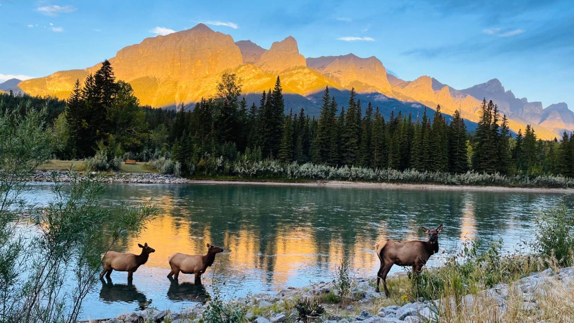 Unit #201 Cozy Mountain View 1Br In Dt Apartman Canmore Kültér fotó